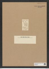 Asterolampra kittoniana Grev. (de-Toni-Nr.: Genus 235, Species 5651) Zeichnungen Sammlung Grunow Nr. 9637 (NHMW-BOT-W0379568)